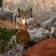 A Mexican wolf stands among low desert brush and weathered logs, turned toward the camera, with a second wolf resting behind it.