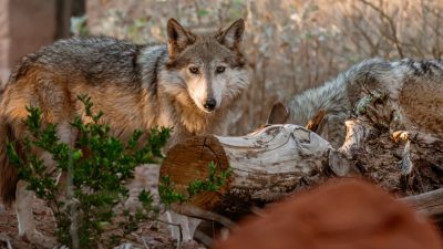A Mexican wolf stands among low desert brush and weathered logs, turned toward the camera, with a second wolf resting behind it.