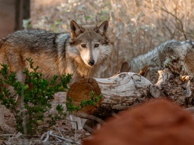 A Mexican wolf stands among low desert brush and weathered logs, turned toward the camera, with a second wolf resting behind it.