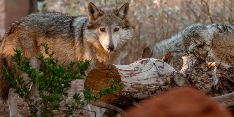 A Mexican wolf stands among low desert brush and weathered logs, turned toward the camera, with a second wolf resting behind it.
