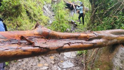 A felled tree trunk lying across a muddy forest track with long strips of bark torn away, the pale wood beneath exposed, and two researchers in the green undergrowth behind it.