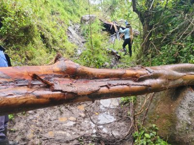 A felled tree trunk lying across a muddy forest track with long strips of bark torn away, the pale wood beneath exposed, and two researchers in the green undergrowth behind it.