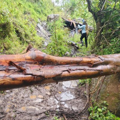 A felled tree trunk lying across a muddy forest track with long strips of bark torn away, the pale wood beneath exposed, and two researchers in the green undergrowth behind it.