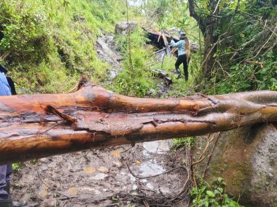 A fallen tree trunk lying across a muddy forest track with long strips of bark torn away, exposing pale wet wood, with researchers working in the vegetation behind it.