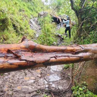A fallen tree trunk lying across a muddy forest track with long strips of bark torn away, exposing pale wet wood, with researchers working in the vegetation behind it.