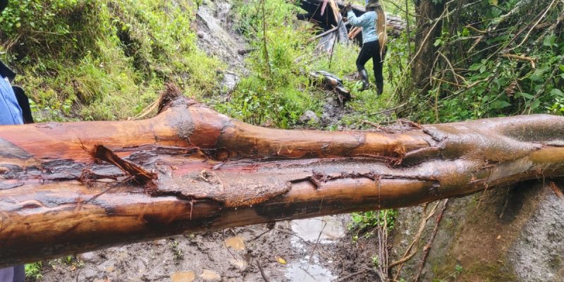 A fallen tree trunk lying across a muddy forest track with long strips of bark torn away, exposing pale wet wood, with researchers working in the vegetation behind it.