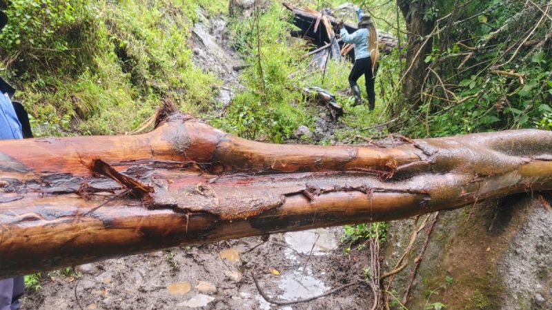 A fallen tree trunk lying across a muddy forest track with long strips of bark torn away, exposing pale wet wood, with researchers working in the vegetation behind it.