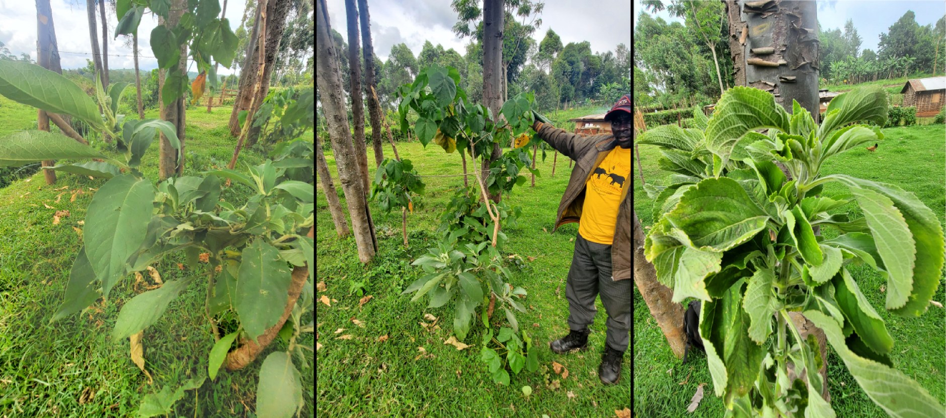 Three photographs side by side of leafy green plants growing in a grassy clearing with trees behind, the middle one showing a man in a yellow shirt and dark cap holding up a branch of a young tree toward the camera.