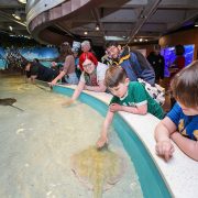 Children and adults lean over the rim of the shark and ray touch tank at the New England Aquarium, reaching into shallow water as a stingray glides past beneath their hands.