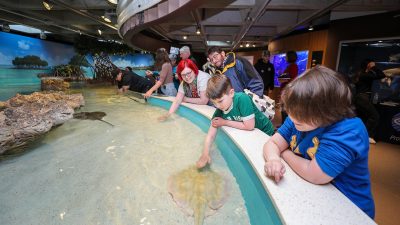 Children and adults lean over the rim of the shark and ray touch tank at the New England Aquarium, reaching into shallow water as a stingray glides past beneath their hands.