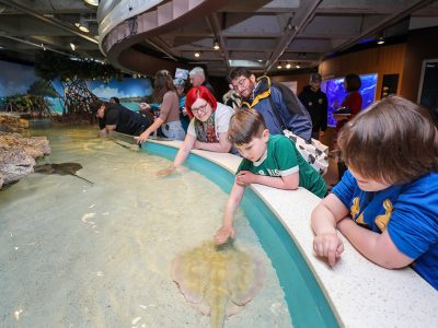 Children and adults lean over the rim of the shark and ray touch tank at the New England Aquarium, reaching into shallow water as a stingray glides past beneath their hands.