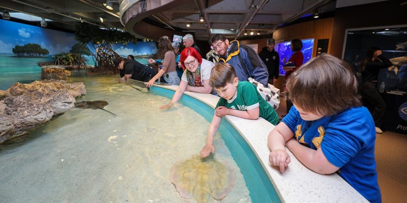 Children and adults lean over the rim of the shark and ray touch tank at the New England Aquarium, reaching into shallow water as a stingray glides past beneath their hands.