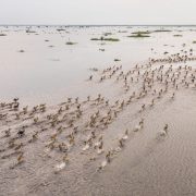 An aerial view of several hundred Nile lechwe running in long lines across a shallow flooded plain in the Boma-Badingilo Migratory Landscape, dark-coated males scattered among tawny females.