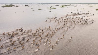An aerial view of several hundred Nile lechwe running in long lines across a shallow flooded plain in the Boma-Badingilo Migratory Landscape, dark-coated males scattered among tawny females.