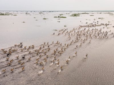 An aerial view of several hundred Nile lechwe running in long lines across a shallow flooded plain in the Boma-Badingilo Migratory Landscape, dark-coated males scattered among tawny females.