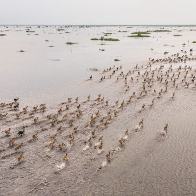 An aerial view of several hundred Nile lechwe running in long lines across a shallow flooded plain in the Boma-Badingilo Migratory Landscape, dark-coated males scattered among tawny females.