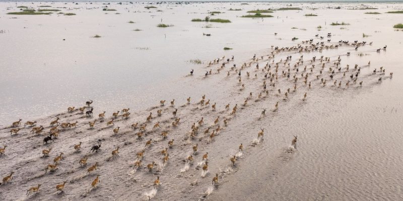 An aerial view of several hundred Nile lechwe running in long lines across a shallow flooded plain in the Boma-Badingilo Migratory Landscape, dark-coated males scattered among tawny females.