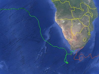 Satellite tracks of two rehabilitated sea turtles released off South Africa, one running north and west across the Atlantic and the other looping east into the Indian Ocean.