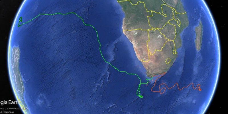 Satellite tracks of two rehabilitated sea turtles released off South Africa, one running north and west across the Atlantic and the other looping east into the Indian Ocean.