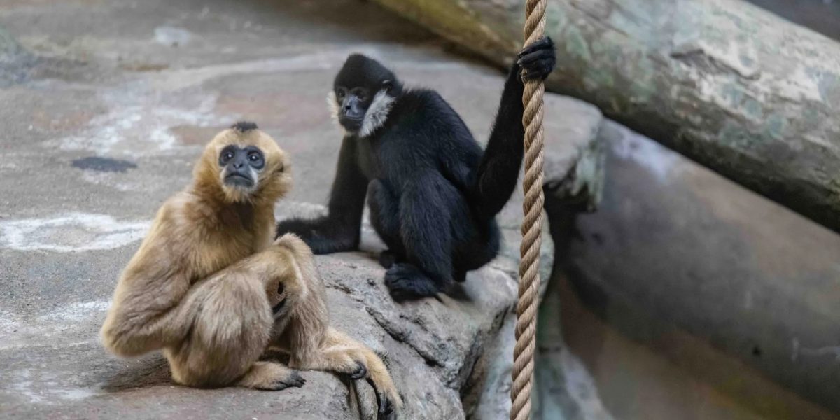 Two northern white-cheeked gibbons on a rock ledge at the Pittsburgh Zoo and Aquarium: a black male with white cheek patches holding a rope, and a cream-colored female sitting beside him.