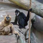 Two northern white-cheeked gibbons on a rock ledge at the Pittsburgh Zoo and Aquarium: a black male with white cheek patches holding a rope, and a cream-colored female sitting beside him.