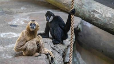 Two northern white-cheeked gibbons on a rock ledge at the Pittsburgh Zoo and Aquarium: a black male with white cheek patches holding a rope, and a cream-colored female sitting beside him.