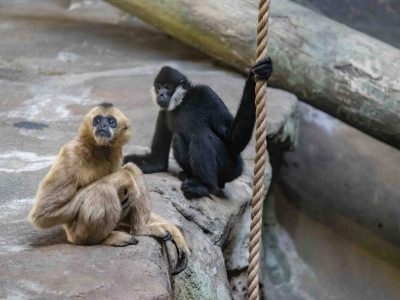 Two northern white-cheeked gibbons on a rock ledge at the Pittsburgh Zoo and Aquarium: a black male with white cheek patches holding a rope, and a cream-colored female sitting beside him.