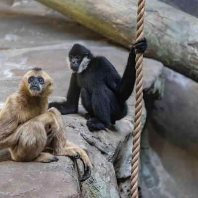 Two northern white-cheeked gibbons on a rock ledge at the Pittsburgh Zoo and Aquarium: a black male with white cheek patches holding a rope, and a cream-colored female sitting beside him.