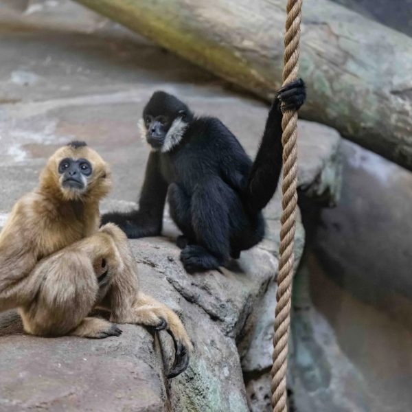 Two northern white-cheeked gibbons on a rock ledge at the Pittsburgh Zoo and Aquarium: a black male with white cheek patches holding a rope, and a cream-colored female sitting beside him.