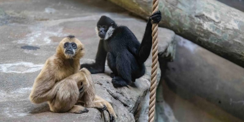 Two northern white-cheeked gibbons on a rock ledge at the Pittsburgh Zoo and Aquarium: a black male with white cheek patches holding a rope, and a cream-colored female sitting beside him.
