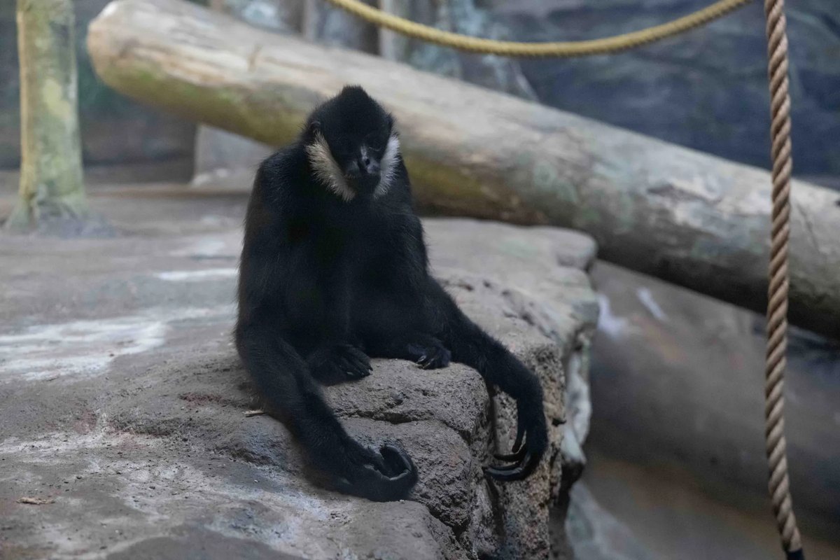 A black male northern white-cheeked gibbon with white cheek patches sits on a rock ledge in the Tropical Forest Complex at the Pittsburgh Zoo and Aquarium, long arms and hooked fingers resting on the stone.