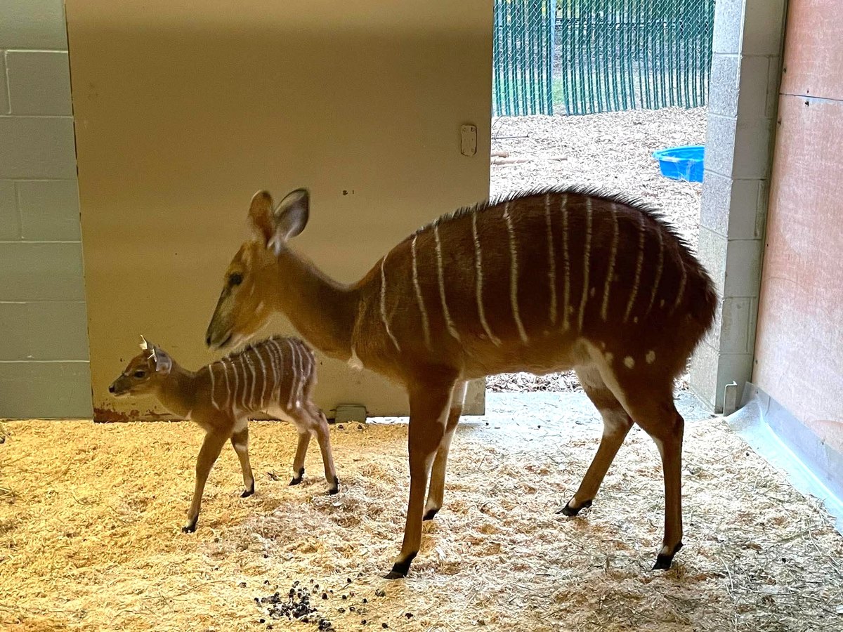 An adult female nyala with a chestnut coat and white stripes stands in an indoor stall bedded with wood shavings, her small striped calf walking close beside her.