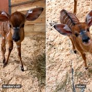 Two young nyala calves side by side in a labeled comparison image, each with large rounded ears, a chestnut coat and fine white stripes, standing on wood-shaving bedding.