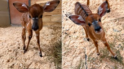 Two young nyala calves side by side in a labeled comparison image, each with large rounded ears, a chestnut coat and fine white stripes, standing on wood-shaving bedding.