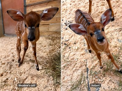 Two young nyala calves side by side in a labeled comparison image, each with large rounded ears, a chestnut coat and fine white stripes, standing on wood-shaving bedding.