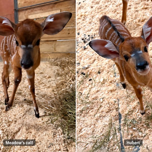 Two young nyala calves side by side in a labeled comparison image, each with large rounded ears, a chestnut coat and fine white stripes, standing on wood-shaving bedding.