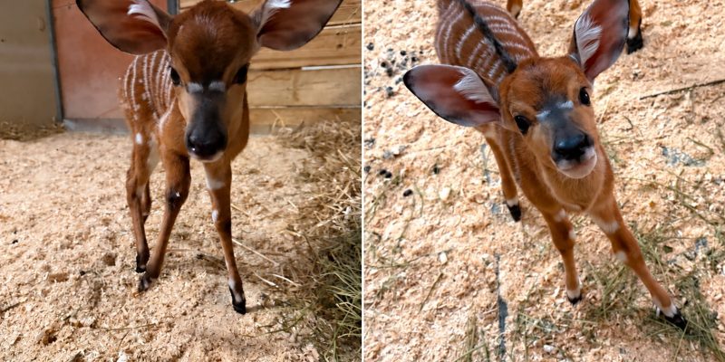 Two young nyala calves side by side in a labeled comparison image, each with large rounded ears, a chestnut coat and fine white stripes, standing on wood-shaving bedding.