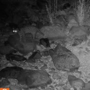 A black and white infrared trail camera frame at night showing a spotted ocelot with a long ringed tail picking its way across a boulder-strewn desert wash, its eyes reflecting the camera's flash.