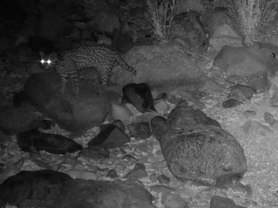 A black and white infrared trail camera frame at night showing a spotted ocelot with a long ringed tail picking its way across a boulder-strewn desert wash, its eyes reflecting the camera's flash.