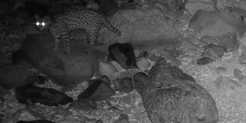 A black and white infrared trail camera frame at night showing a spotted ocelot with a long ringed tail picking its way across a boulder-strewn desert wash, its eyes reflecting the camera's flash.