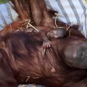 An adult orangutan with long reddish-brown hair lies on her back on pale striped bedding and straw, looking straight at the camera. A very young infant orangutan with sparse hair and a grey face lies on her chest, one small hand gripping her hair and its eyes closed. Green browse leaves on a cut branch lie beside her.