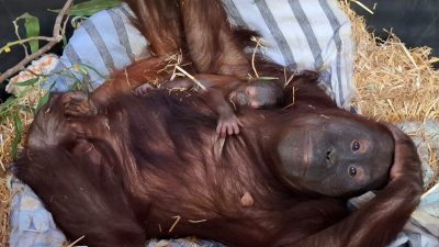 An adult orangutan with long reddish-brown hair lies on her back on pale striped bedding and straw, looking straight at the camera. A very young infant orangutan with sparse hair and a grey face lies on her chest, one small hand gripping her hair and its eyes closed. Green browse leaves on a cut branch lie beside her.
