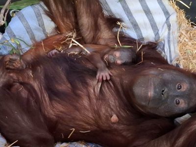 An adult orangutan with long reddish-brown hair lies on her back on pale striped bedding and straw, looking straight at the camera. A very young infant orangutan with sparse hair and a grey face lies on her chest, one small hand gripping her hair and its eyes closed. Green browse leaves on a cut branch lie beside her.