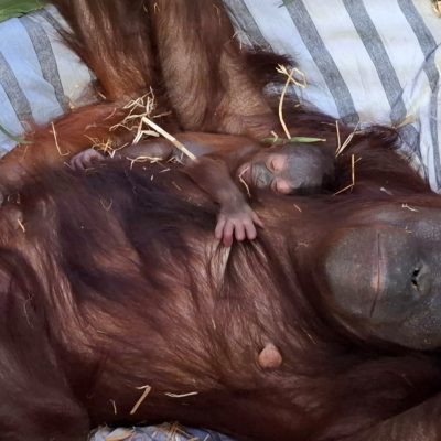 An adult orangutan with long reddish-brown hair lies on her back on pale striped bedding and straw, looking straight at the camera. A very young infant orangutan with sparse hair and a grey face lies on her chest, one small hand gripping her hair and its eyes closed. Green browse leaves on a cut branch lie beside her.