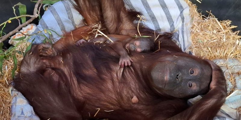 An adult orangutan with long reddish-brown hair lies on her back on pale striped bedding and straw, looking straight at the camera. A very young infant orangutan with sparse hair and a grey face lies on her chest, one small hand gripping her hair and its eyes closed. Green browse leaves on a cut branch lie beside her.