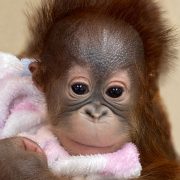 An infant orangutan with wispy reddish hair is held wrapped in a pink and white fleece blanket and looks directly at the camera