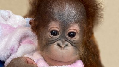 An infant orangutan with wispy reddish hair is held wrapped in a pink and white fleece blanket and looks directly at the camera