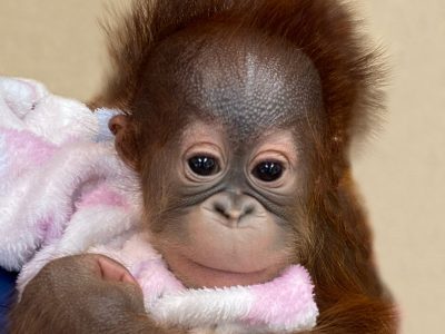 An infant orangutan with wispy reddish hair is held wrapped in a pink and white fleece blanket and looks directly at the camera
