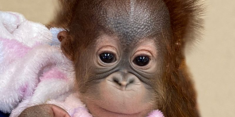 An infant orangutan with wispy reddish hair is held wrapped in a pink and white fleece blanket and looks directly at the camera