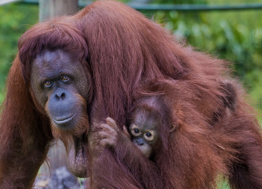 An adult female orangutan with long reddish-brown hair stands on all fours in a grassy outdoor habitat while her infant clings to her side and looks toward the camera